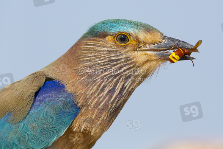 Indian Roller